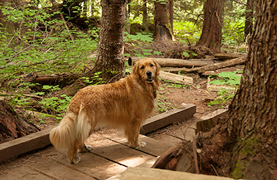 Boardwalks too. (Genevieve in 2003)