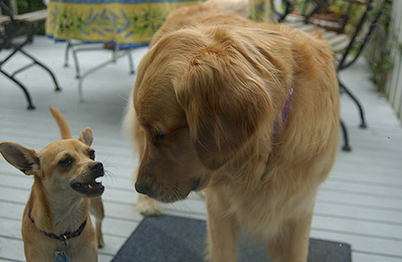 And little dogs too. (Genevieve in 2003)