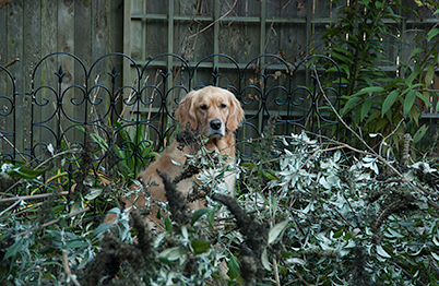 Hiding in the garden (Genevieve in 2003)