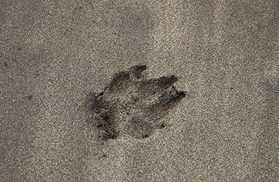 Paw Prints in the Sand (Genevieve in 2004)