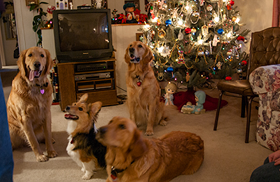 <center>It was a very 'doggy' Christmas</center> (Genevieve in 2004)