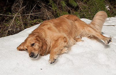 The snow was too hard to plow through (Genevieve in 2004)