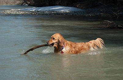 I love fetching big sticks! (Genevieve in 2004)