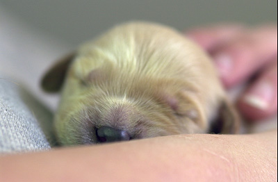 Aren't they just so sweet! (Puppies at 5 days old)