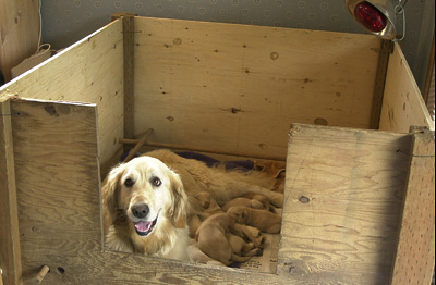 A box of Puppies... (Puppies at 5 days old)