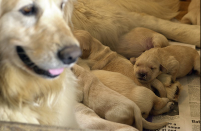 ...at lunch time. (Puppies at 5 days old)