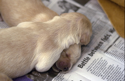 ...or in pairs. (Puppies at 5 days old)