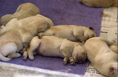 Dog pile! (Puppies at 5 days old)