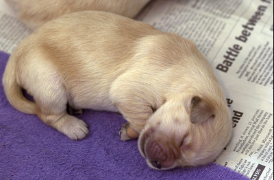 Sleeping alone... (Puppies at 5 days old)