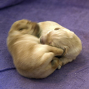 <hr> (Puppies at 5 days old)