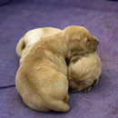 <hr> (Puppies at 5 days old)