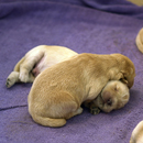 <hr> (Puppies at 5 days old)