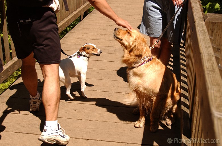 'Nice Doggy!'  She loves people more than dogs. (Genevieve's Late Summer/Fall in 2002)