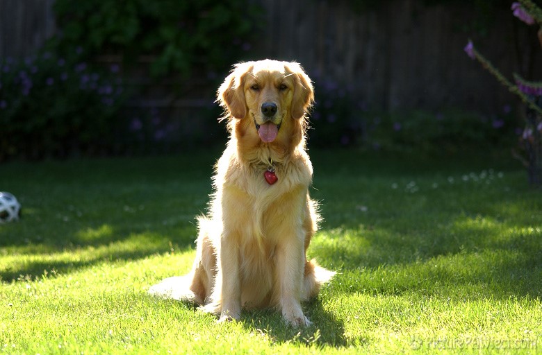 A Golden Silhouette (Genevieve's Late Summer/Fall in 2002)
