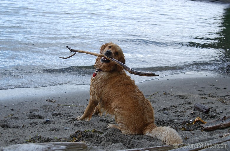 ...or stick for that matter. (Genevieve's Late Summer/Fall in 2002)