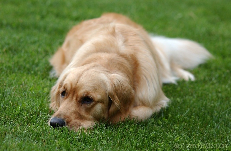 <center>* Sigh *</center> (Genevieve's Summer 2002)