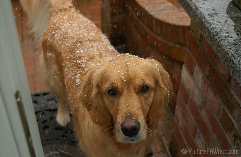 What's that white fluff on your back? (Genevieve in 2003)
