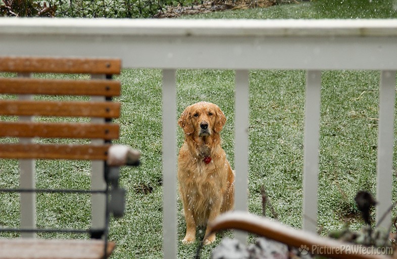 It's not <i>that</i> cold... come out and play! (Genevieve in 2003)