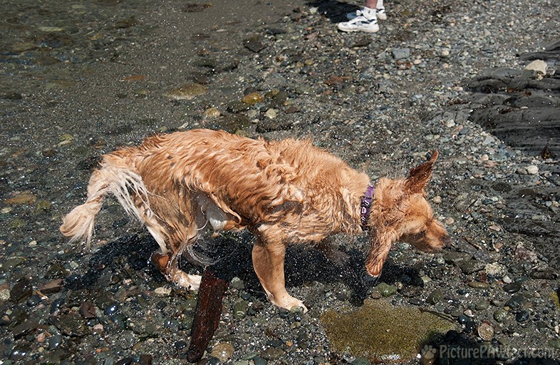 ...and shaking off water! (Genevieve in 2003)