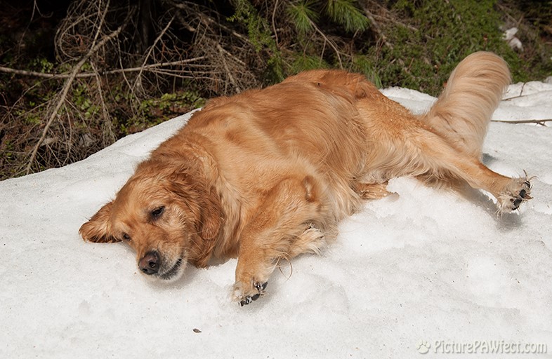 The snow was too hard to plow through (Genevieve in 2004)