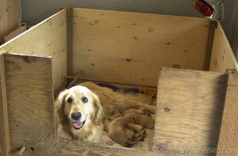 A box of Puppies... (Puppies at 5 days old)