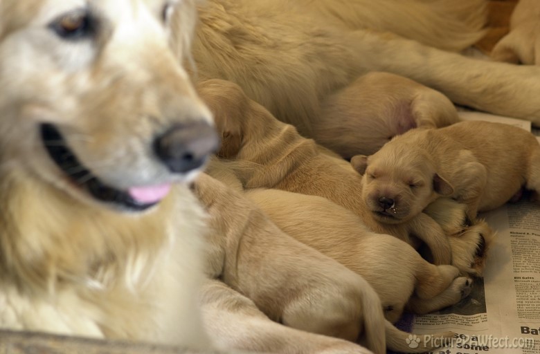 ...at lunch time. (Puppies at 5 days old)