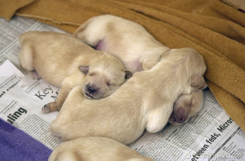 Now almost everyone has a pillow. (Puppies at 5 days old)