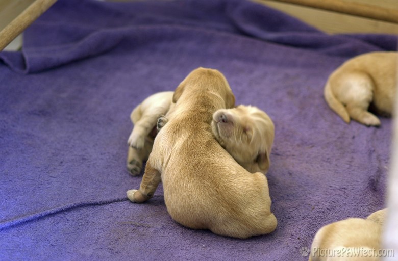 <hr> (Puppies at 5 days old)
