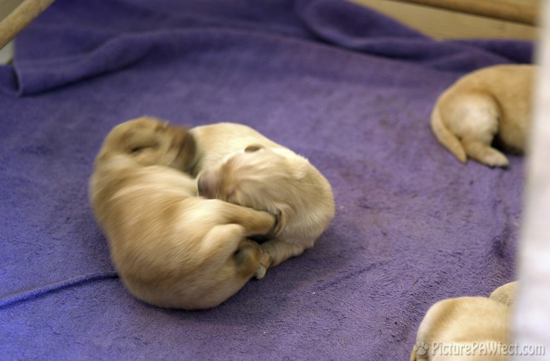 <hr> (Puppies at 5 days old)