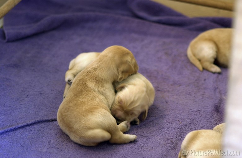 <hr> (Puppies at 5 days old)