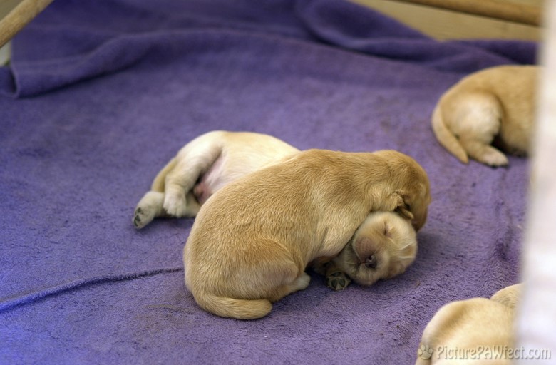 <hr> (Puppies at 5 days old)