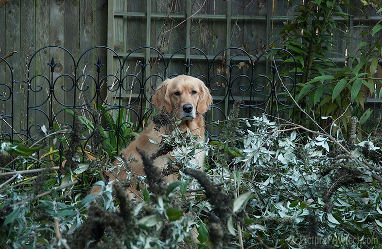 Hiding in the garden (Genevieve in 2003)