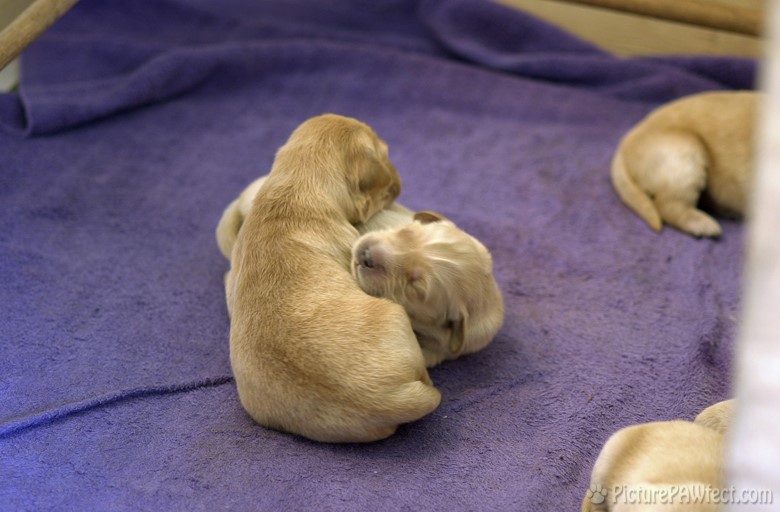 <hr> (Puppies at 5 days old)