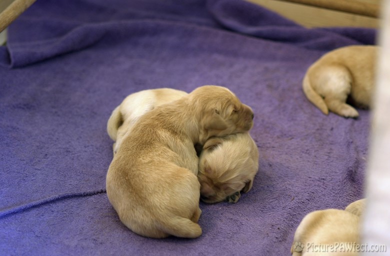 <hr> (Puppies at 5 days old)